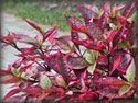 Alternanthera brasiliana Brazilian Red Hots