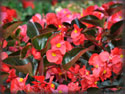 Begonia benariensis Big Red With Bronze Leaf