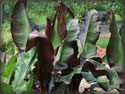 Ensete ventricosum Maurellii