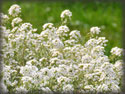 Lobularia hybrida Snow Princess