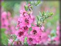 Alternanthera brasiliana Brazilian Red Hots